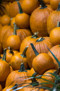 Pumpkins as symbol of thanksgiving