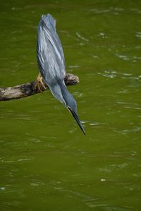 High angle view of a bird