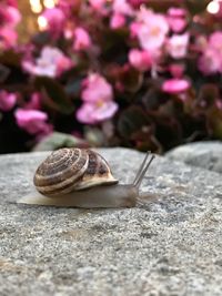 Close-up of snail with pink flower