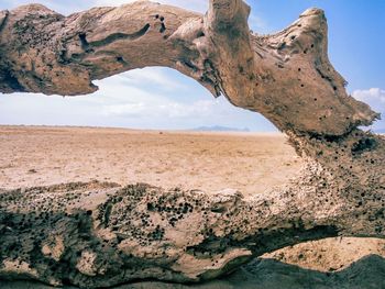 Fallen tree at beach against sky