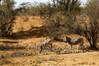 View of two zebras in the field