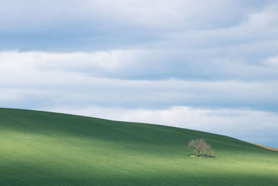 Scenic view of agricultural field against sky