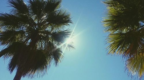 Low angle view of palm trees against blue sky