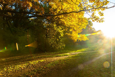 Sunlight streaming through trees on field during autumn