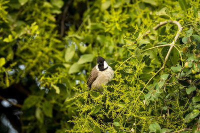 Bird perching on a plant