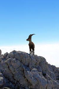 Giraffe standing on rock against clear blue sky