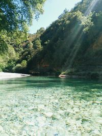 Scenic view of river in forest