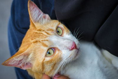 Close-up portrait of cat