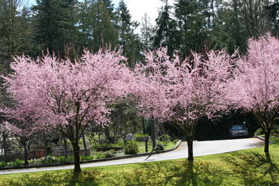 View of flower trees on landscape