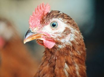 Close-up of a bird