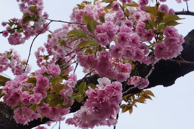 Low angle view of pink flowering tree