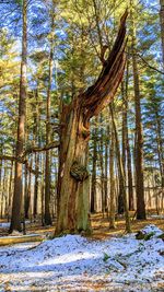 Trees in forest during winter