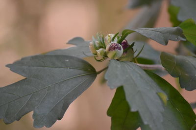 Close-up of flowering plant