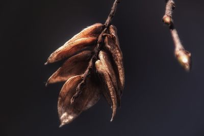 Close-up of wilted hanging against black background