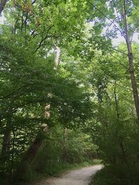 Empty road along trees