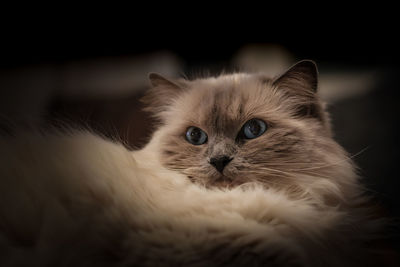 Close-up portrait of cat