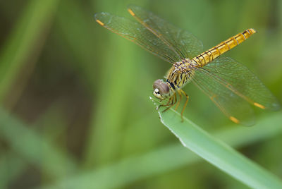 Close-up of insect on leaf