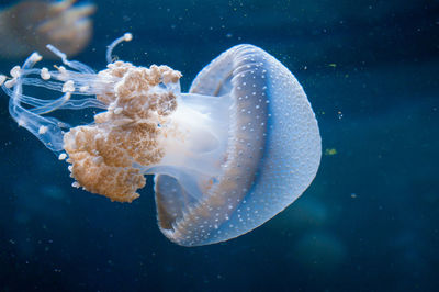 Close-up of jellyfish swimming in sea