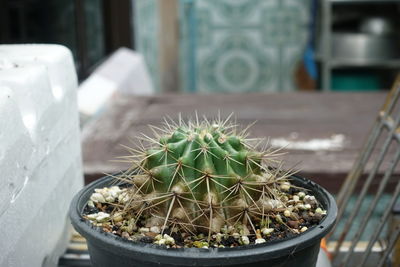 Close-up of cactus growing in potted plant