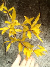 Close-up of yellow flowers