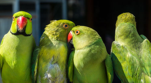 Close-up of parrot in cage