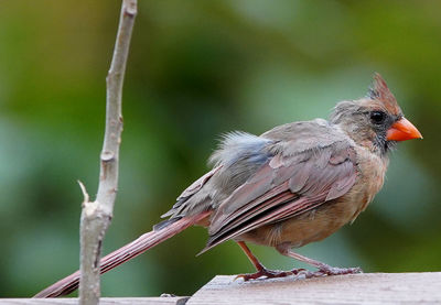 Close-up of bird perching on branch