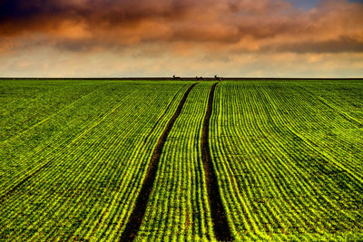 Scenic view of agricultural field against sky