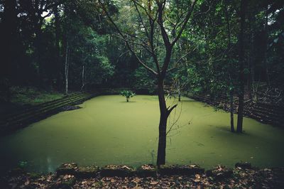 Trees in water