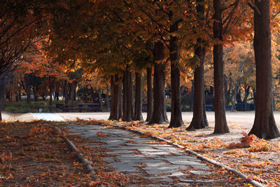 Lined tree