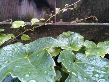 Plant growing in water