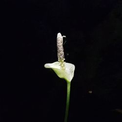 Close-up of flower against black background