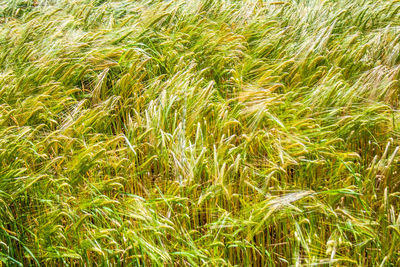 Full frame shot of wheat field