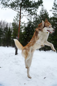 Dog on snow covered land