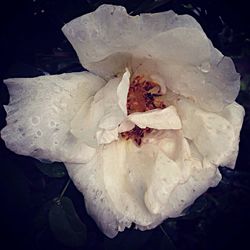 Macro shot of water drops on rose