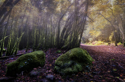 Scenic view of forest