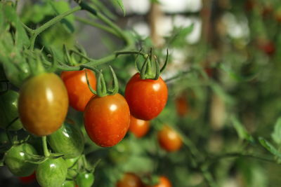 Close-up of tomatoes growing on tree