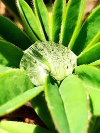 Close-up of cactus