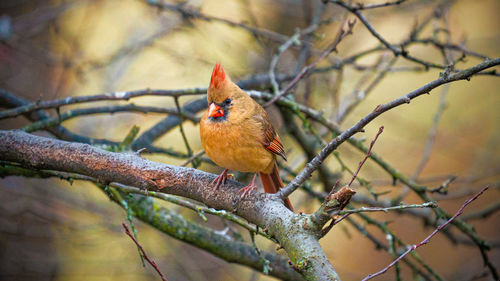 Close-up of bird perching on branch