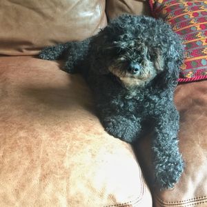 Close-up of dog relaxing on bed