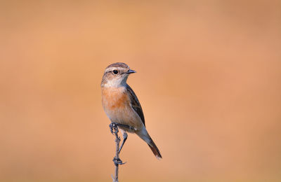 Close-up of a bird perching