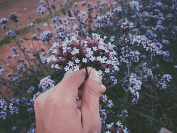 Cropped image of hand holding vervain flowers