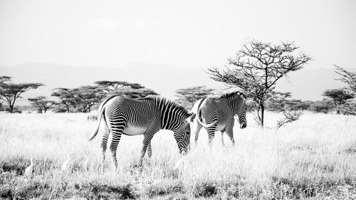 Zebras in a field