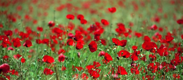 Close-up of poppy flowers blooming on field