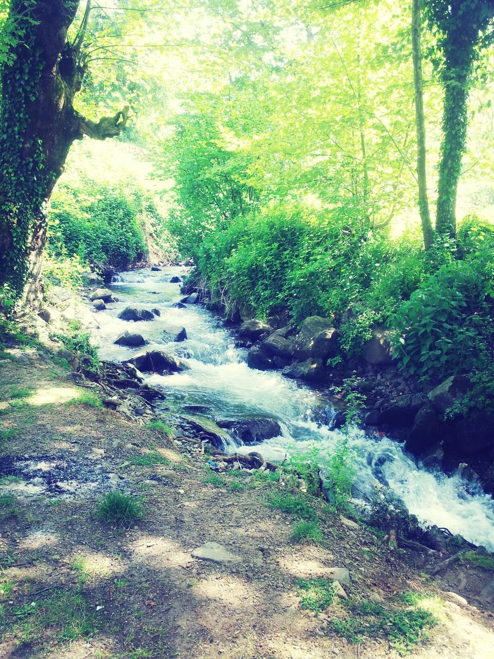 tree, forest, stream, tranquility, nature, tranquil scene, water, beauty in nature, scenics, green color, growth, flowing, plant, flowing water, non-urban scene, landscape, grass, day, river, idyllic