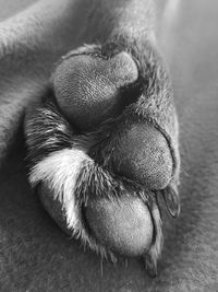 Close-up of dog sleeping