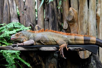 Close-up of iguana