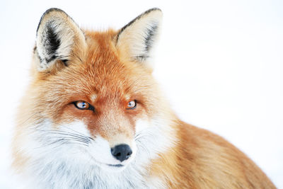 Close-up of red fox looking away