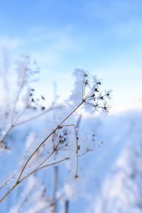 Snow-covered fields, flowers in the snow