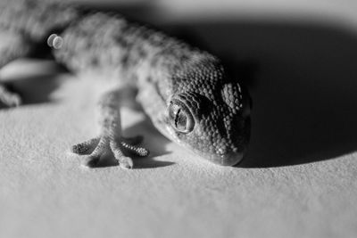 Close-up of gecko