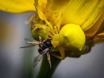 Macro photo of a crab-spider feeding on a wild bee